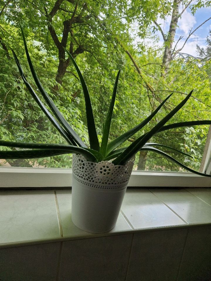 Aloe Vera Pflanze in Berlin