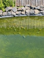 Kleine Koi Fische als Konvolut abzugeben Sachsen-Anhalt - Huy Vorschau