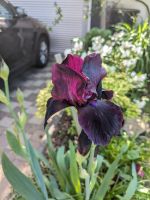 Iris, Schwertlilie dunkellila Köln - Worringen Vorschau