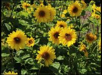 Stauden-Sonnenblume 'Giganteus', Staude, winterhart Brandenburg - Potsdam Vorschau