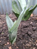 Bogenhanf Sansevieria  Silber Bayern - Holzkirchen Vorschau