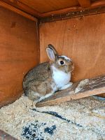 Kaninchen Pärchen, kastriert und geimpft mit Stall Münster (Westfalen) - Coerde Vorschau