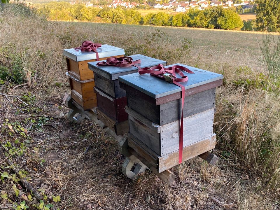 Herold Beute Bienen Zarge in Schönenberg-Kübelberg