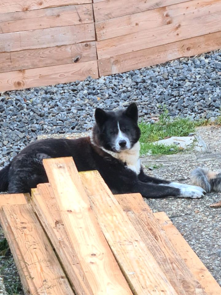 Akita Inu Rüde in Fladungen