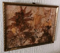 Bild Glas Trockenblumen sehr alt Antik Nordrhein-Westfalen - Beverungen Vorschau