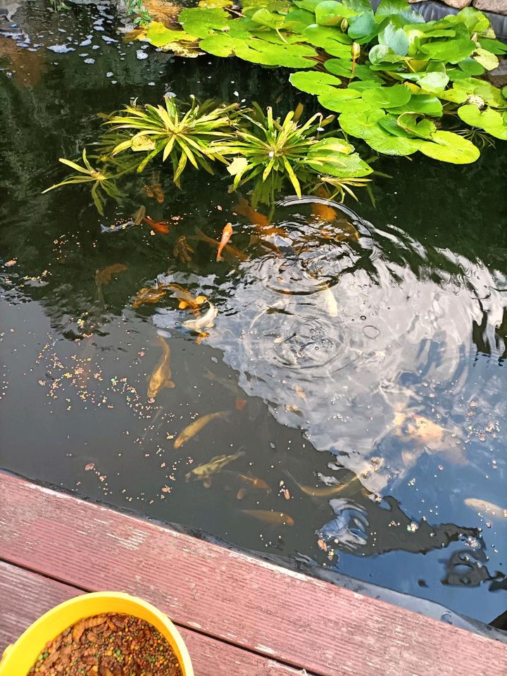 ✨Kois✨ in verschiedenen Farben und Größen, koi bis 50cm in Großräschen