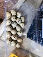 Verkaufe  Wachtel  Eier . Niedersachsen - Wriedel Vorschau