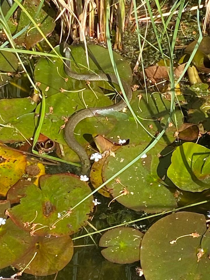 Kleingarten mit Laube in Dessau-Roßlau