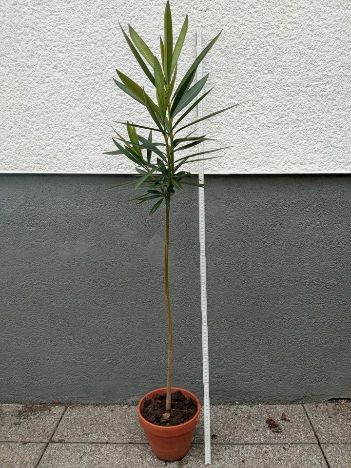 Oleander Hochstamm ca. 100cm hoch in Hanau