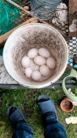Takla tauben.Eier Niedersachsen - Ottersberg Vorschau
