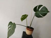 Monstera Pflanze Leipzig - Leipzig, Südvorstadt Vorschau