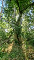 Waldbetreuung Brandenburg - Linthe Vorschau