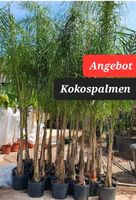 Kokospalme Syagrus romanzoffiana Palme Garten Pflanzen Sachsen-Anhalt - Hillersleben Vorschau