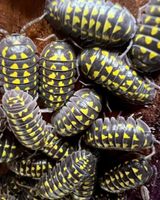 Armadillidium gestroi Asseln isopod Baden-Württemberg - Karlsruhe Vorschau