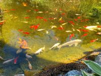 Goldfische Goldkarausche  Fische Teich rot und weiß 15-25cm Bayern - Möhrendorf Vorschau