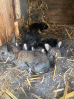 Alaska Kaninchen zum Tausch oder Verkauf Thüringen - Bleicherode Vorschau