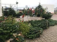 Weihnachtsbaum Christbaum Tannenbaum Nordmann Nobilis Reisig 2024 Baden-Württemberg - Oberkirch Vorschau