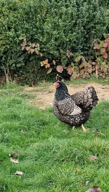 Bio Bruteier Barnevelder Silber schwarz doppelgesäumt, Zuchttiere in Morschen