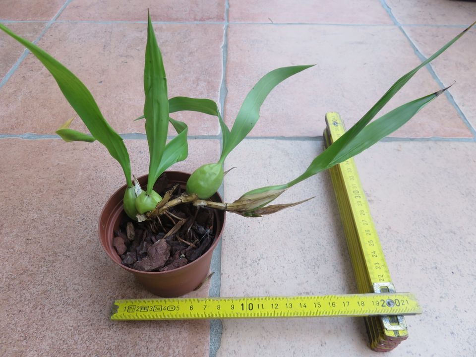 Coelogyne cristata in Ostrach