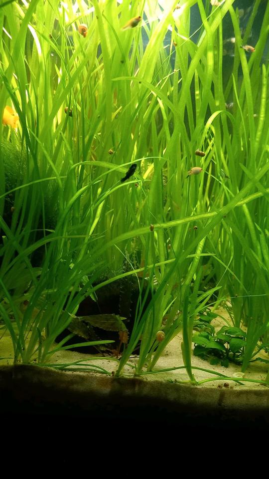 Aquarium Pflanzen - Vallisnerien - gewöhliche Wasserschrauben in Frankfurt am Main