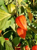 Lampionblume, Physalis alkekengi Baden-Württemberg - Freiburg im Breisgau Vorschau