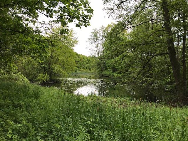 Tageskarte Angelkarte USLAR NORTHEIM GÖTTINGEN Gästekarte Fischen in Uslar