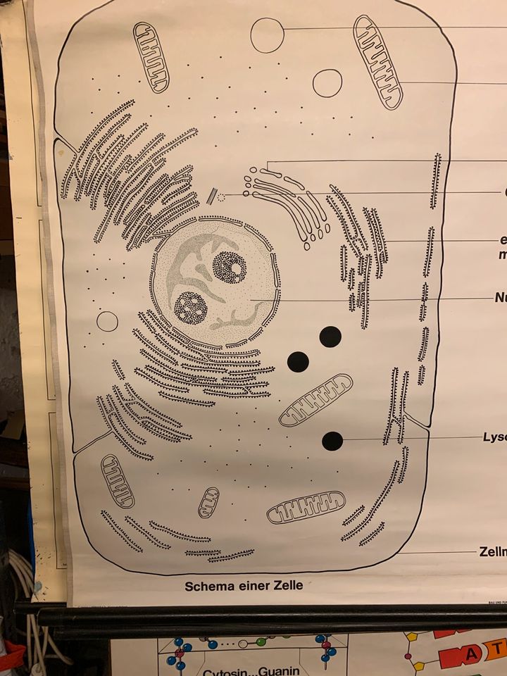 Lernplakat, Schulwandkarte, Zelle, Medizin, Biologie, Trödel in Weingarten