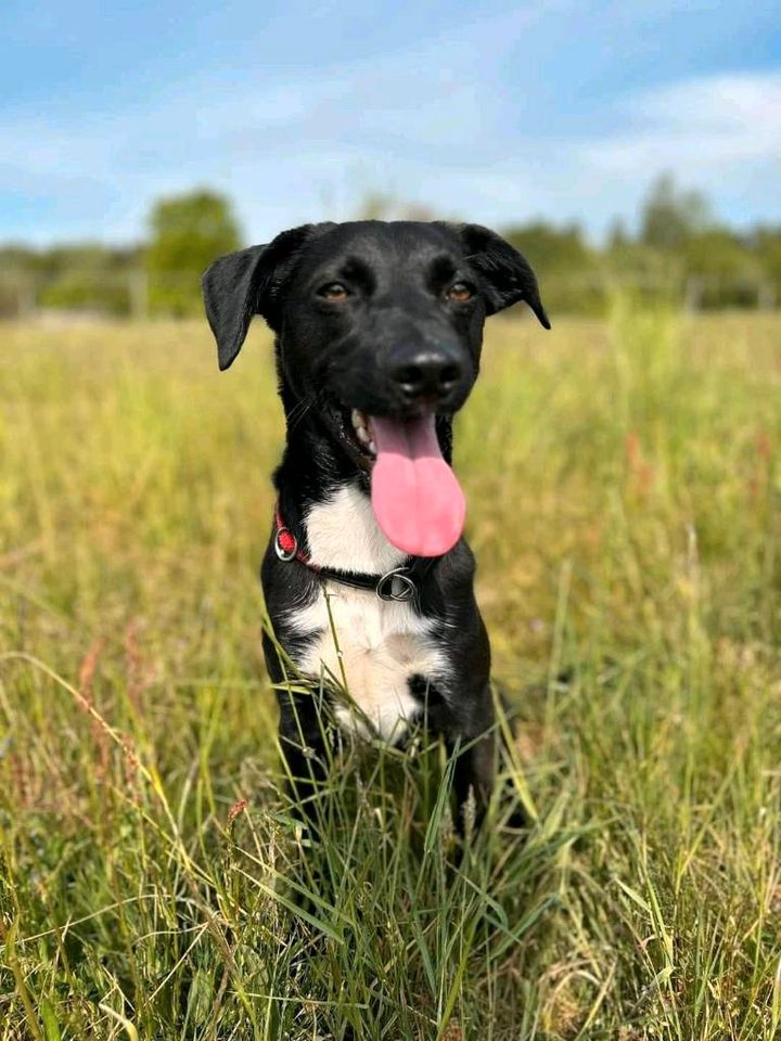 Süßer JOJO ❤️ sucht sein Zuhause! in Buxtehude