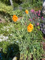 Türkischer Mohn in orange Niedersachsen - Edemissen Vorschau