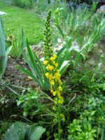 Odermennig Agrimonia eupatoria Odermenig Heilkraut Tee-Pflanze Hessen - Liebenau Vorschau