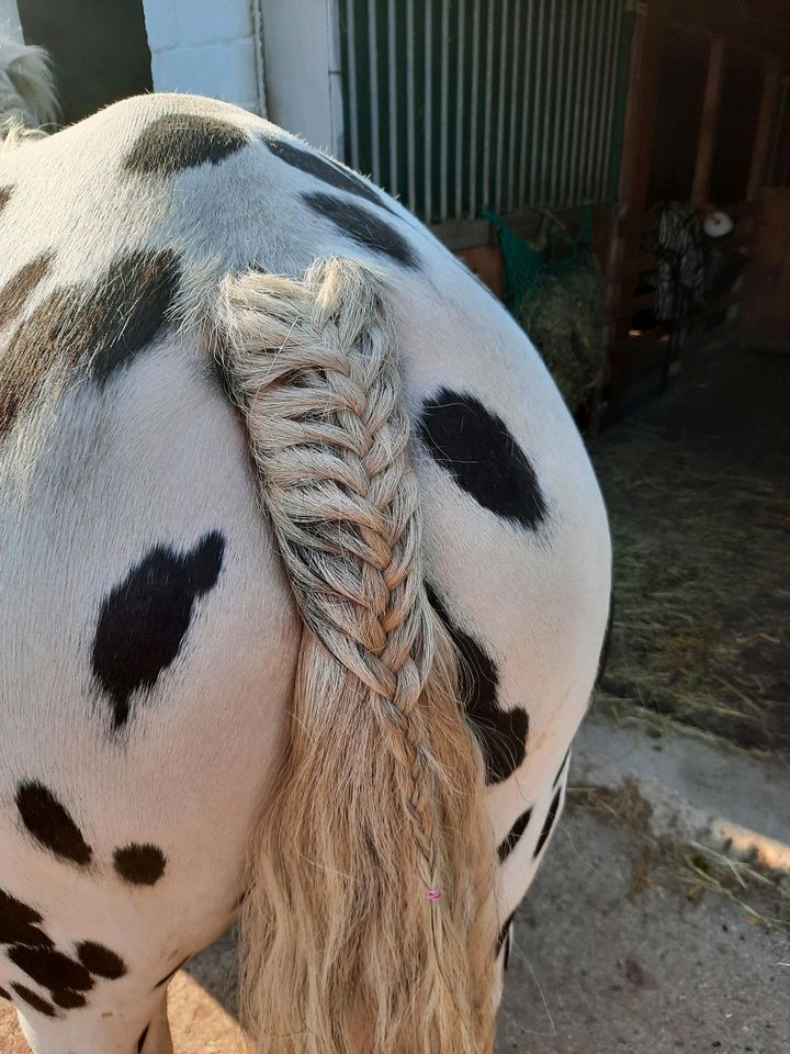 Pony Pflegebeteiligung in Heist