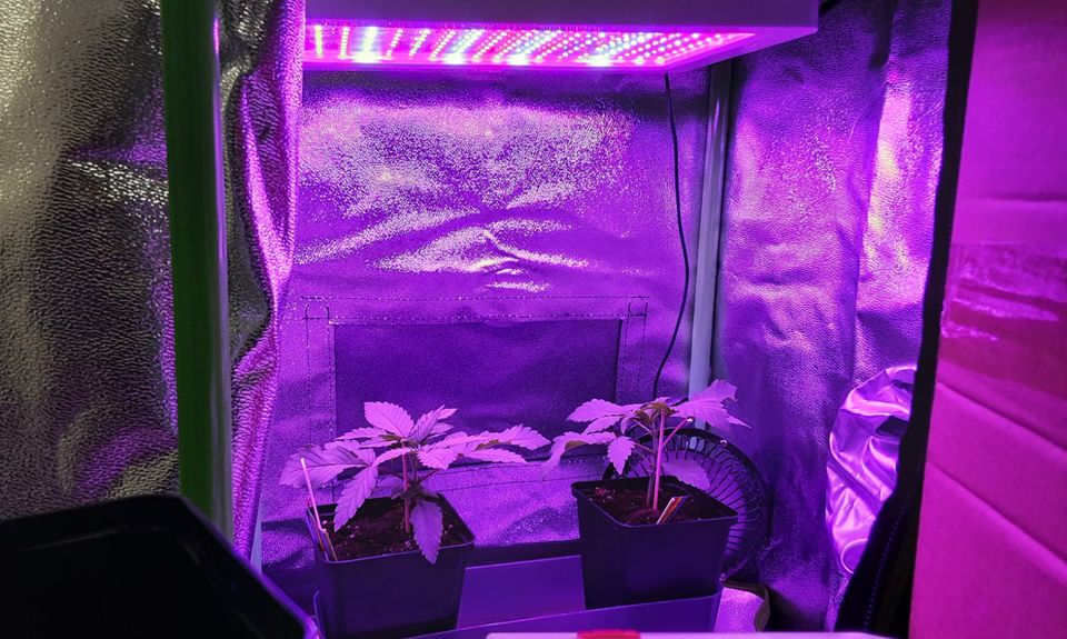 Growzelt Growbox-Set „Seeding 30W“ für Cannabis Anzucht in Heilbronn