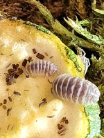 12 Armadillidium maculatum Crystal pearl  selten Asseln Nordrhein-Westfalen - Oerlinghausen Vorschau