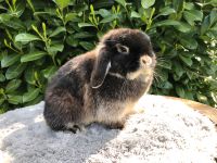 Häsin, Zwergwidder, Zwergkaninchen, Mini Lop, Minilop Niedersachsen - Horneburg Vorschau