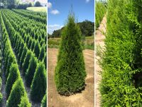 Lebensbaum Thuja occidentalis 'Smaragd' 180-200 cm | Bayernhecke" Bayern - Eggenfelden Vorschau