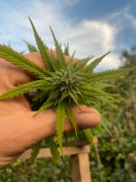 Tips und für den Anbau von Cannabis Hessen - Schaafheim Vorschau