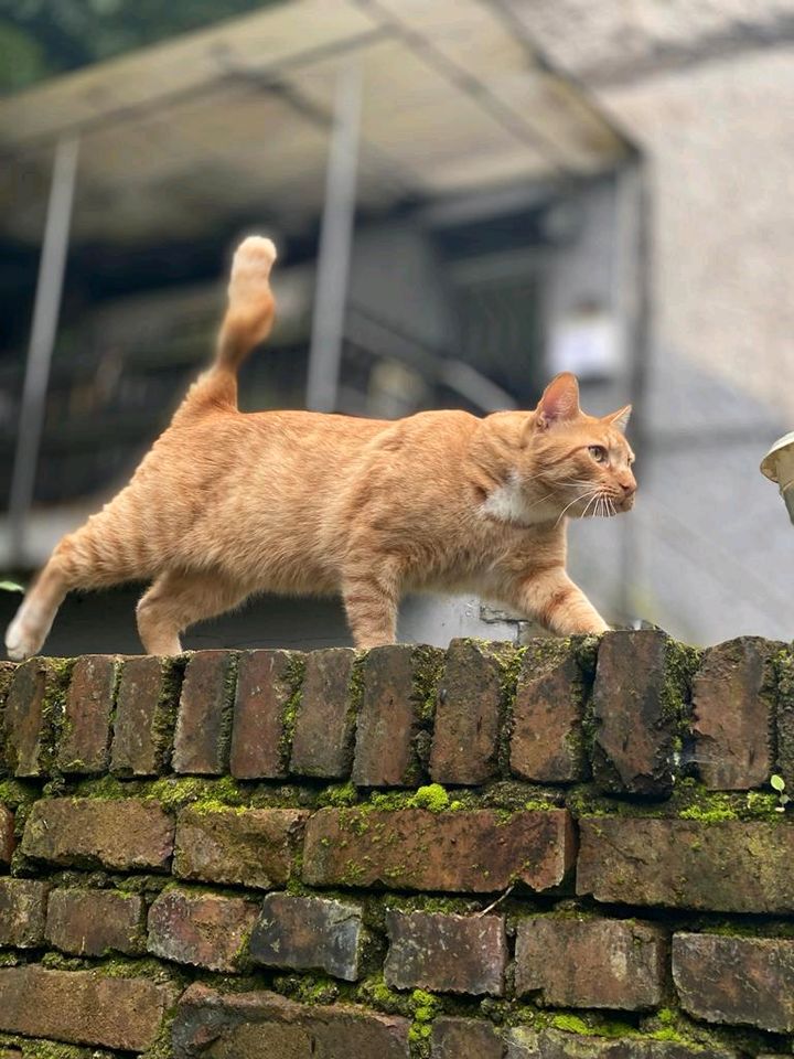 Kater vermisst in Witten