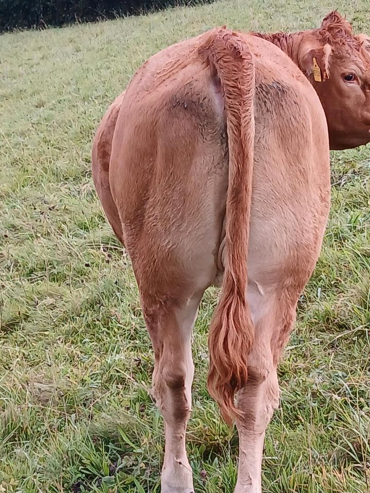 Limousin Rind zu verkaufen in Neidenbach