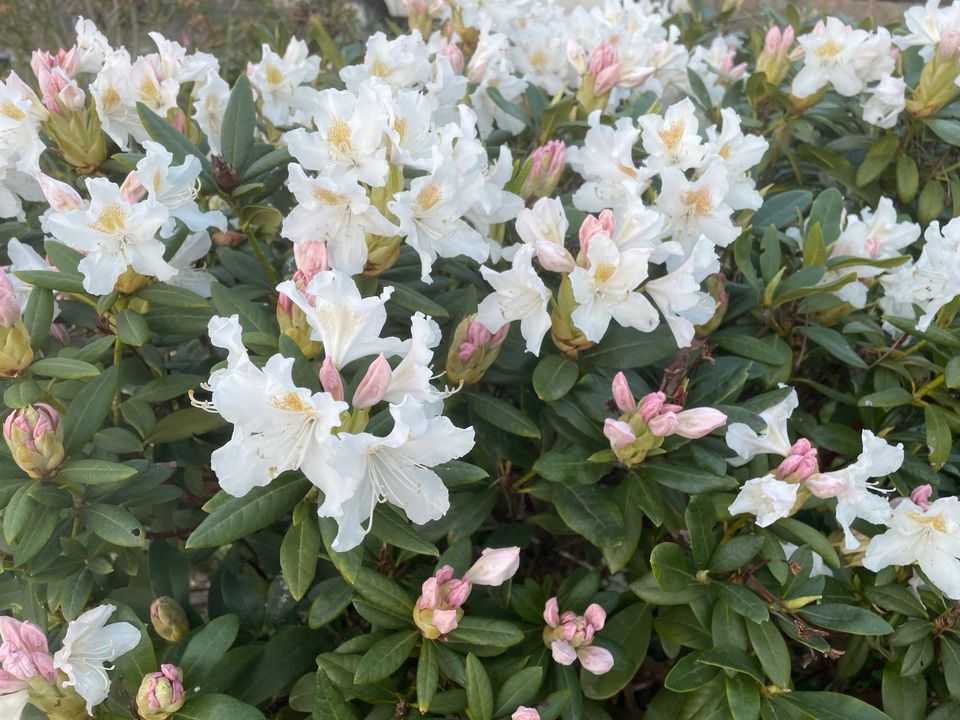 Rhododendron groß weiß ❤️ dicht 2m Busch XXL in Rangsdorf
