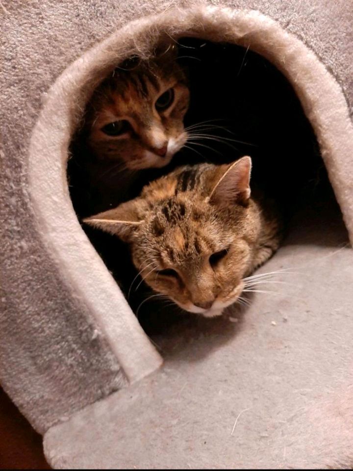 1-2 Tiersitter/innen für die Betreuung unserer Tiere Zuhause in Hagen