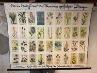 Schulkarte, Rollkarte, Lehrmittel, geschützte Pflanzen Hessen - Obertshausen Vorschau