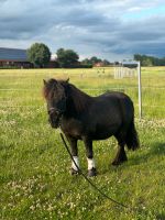 Reitbeteiligung (Menschen suchen Pferd) Nordrhein-Westfalen - Herzebrock-Clarholz Vorschau