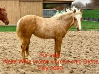 Quarter Horse Stute Walla whiz crome x SCO Tochter 2023 Sachsen - Neumark Vorschau