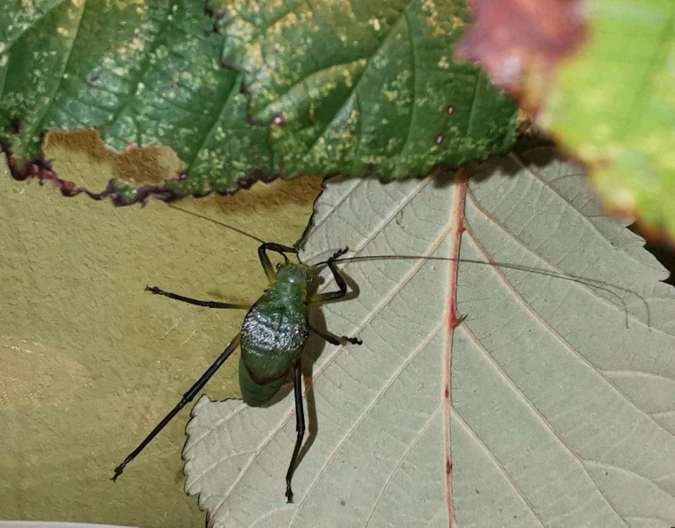 Siliquofera grandis - Riesenblattschrecke in Wilsdruff