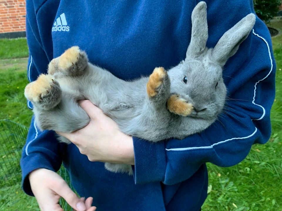 Kaninchen Hasen Kleintiere weiß grau in Rostock