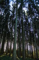 25 Hektar zukunftsfähiger Mischwald Bayern - Landshut Vorschau