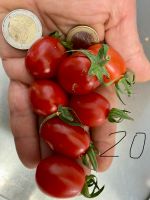 Tomaten Samen Sizilianische Datterini super süß Alte Sorte Baden-Württemberg - Esslingen Vorschau