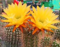 Trichocereus Gruppe gelbe Blüte Thüringen - Altenburg Vorschau