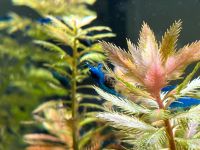 Blue Dream Neocaridina Blaue Garnelen Mitte - Wedding Vorschau