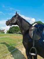 Reitbeteiligung - Pferd sucht Reiter Mecklenburg-Vorpommern - Löcknitz Vorschau